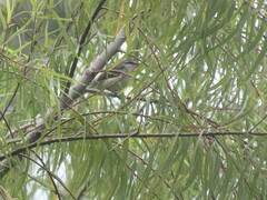 Mecocerculus calopterus