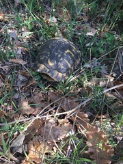 Testudo hermanni hermanni