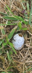 Antrostomus vociferus