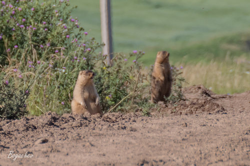 Bobak Marmot