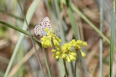 Euphilotes ancilla
