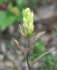 Castilleja pallida caudata
