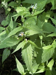Eurybia chlorolepis