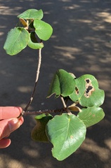 Androstachys johnsonii