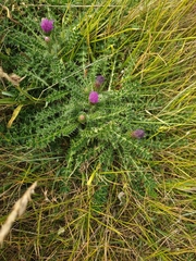 Cirsium acaule
