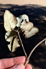 Androstachys johnsonii