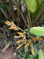 Stromanthe jacquinii