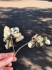 Androstachys johnsonii
