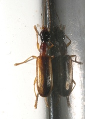 Leptotrachelus dorsalis