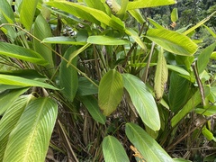 Stromanthe jacquinii