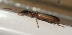 Leptotrachelus dorsalis