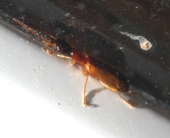Leptotrachelus dorsalis