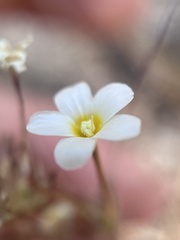 Leptosiphon breviculus