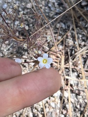 Leptosiphon breviculus