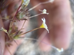 Leptosiphon breviculus