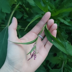 Persicaria maculosa