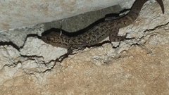 Phyllodactylus lanei