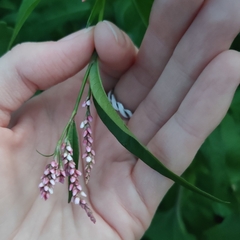 Persicaria maculosa