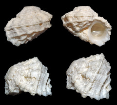 Liotinaria peronii