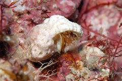 Liotinaria peronii
