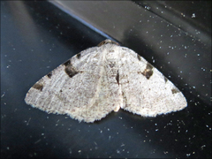 Macaria subcessaria