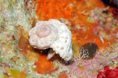 Liotinaria peronii