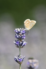 Polyommatus icarus