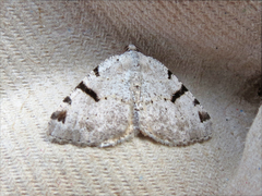 Macaria subcessaria