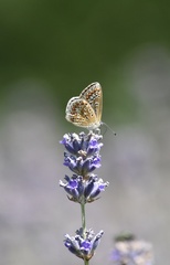Polyommatus icarus