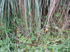 Caiophora contorta