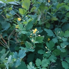Chelidonium majus