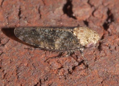 Paraphlepsius collitus
