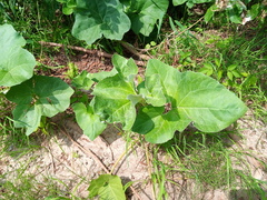 Petasites spurius