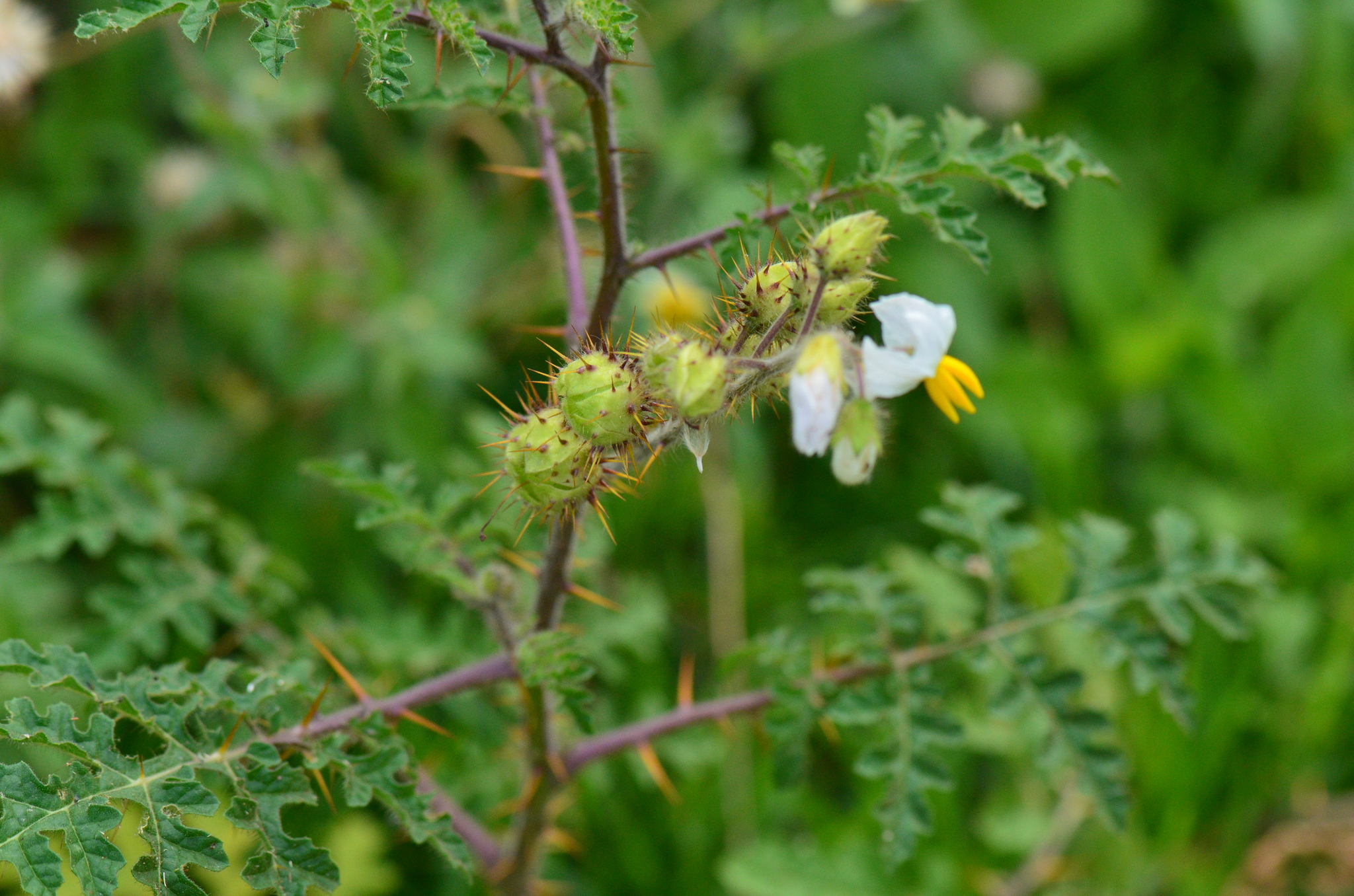 Solanum sisymbriifolium