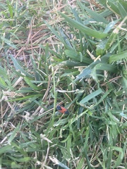 Melanopleurus belfragei