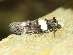 Recurvaria leucatella