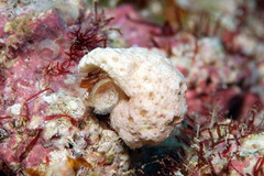 Liotinaria peronii