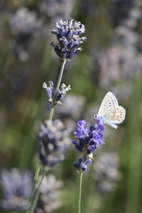 Polyommatus icarus