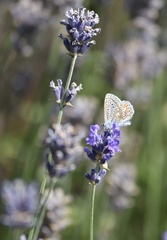 Polyommatus icarus