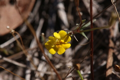 Uvedalia linearis lutea