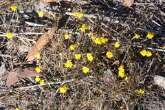 Uvedalia linearis lutea