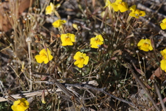 Uvedalia linearis lutea