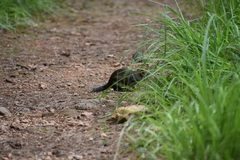 Callosciurus pygerythrus