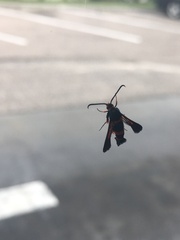 Synanthedon sapygaeformis