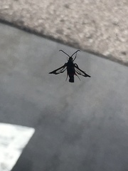 Synanthedon sapygaeformis