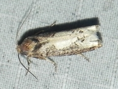 Epiblema dorsisuffusana