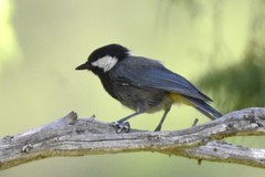 Periparus rufonuchalis