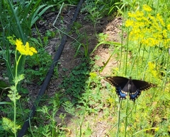 Papilio polyxenes