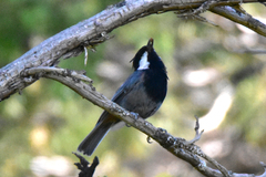 Periparus rufonuchalis