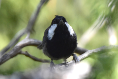 Periparus rufonuchalis